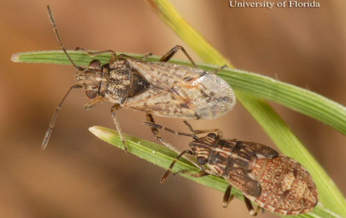 Adult (left) and nymph (right) false chinch bugs, Nysius raphanus Howard. 