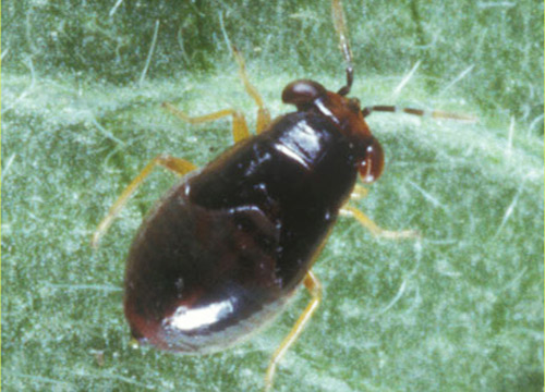 Nymph of Geocoris uliginosus (Say), a big-eyed bug. 