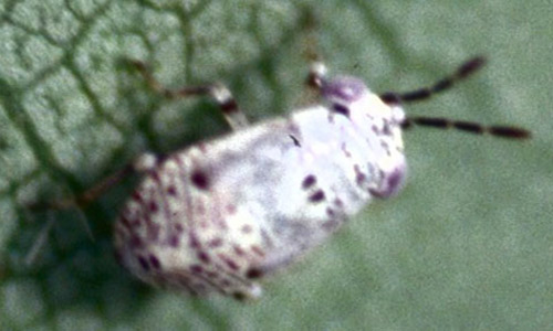 Nymph of the large bigeyed bug, Geocoris bullatus (Say). 