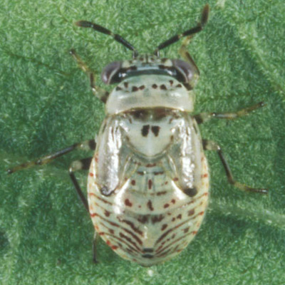 Nymph of Geocoris punctipes (Say), a big-eyed bug.