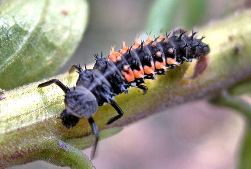 Larva of Harmonia sp., a lady beetle