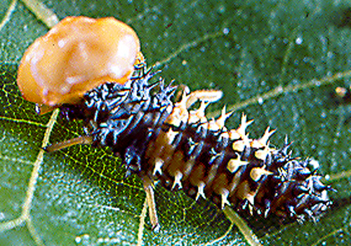 Larva of Harmonia sp