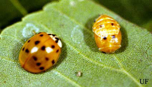 Adult and pupa of Harmonia sp