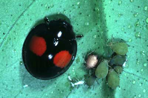 Adult twicestabbed lady beetle, Chilocorus stigma 