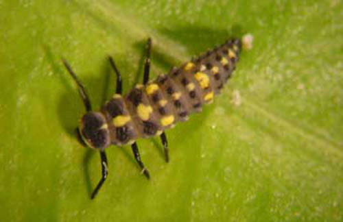 The larva of Olla v-nigrum Casey