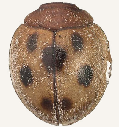 Pharoscymnus flexibilis (Mulsant).