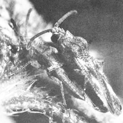 Lateral view of adult lantana lace bugs, Teleonemia scrupulosa Stål. 