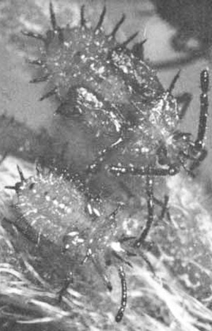Nymphs of the lantana lace bug, Teleonemia scrupulosa Stål. 