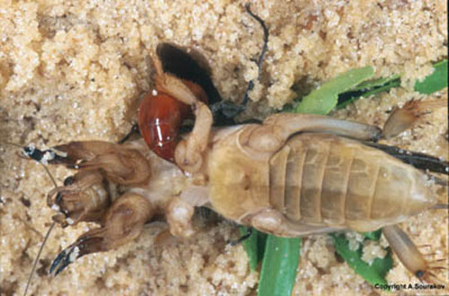 An adult Larra bicolor Fabricius stinging a mole cricket
