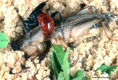 An adult Larra bicolor Fabricius preparing to sting a mole cricket