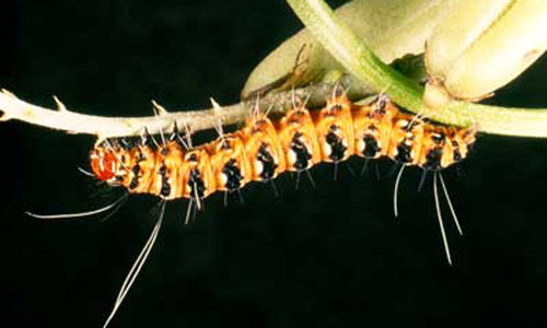 Larva of the bella moth, Utetheisa ornatrix (Linnaeus). 