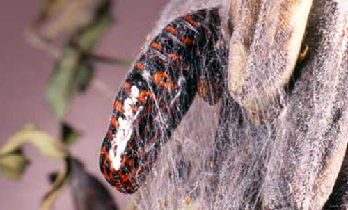 Pupa of the bella moth, Utetheisa ornatrix (Linnaeus).