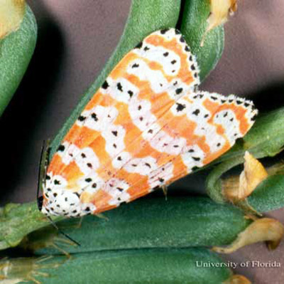 Adult bella moth, Utetheisa ornatrix (Linnaeus), on fruit of lanceleaf rattlebox, Crotalaria lanceolata E. Mey. 