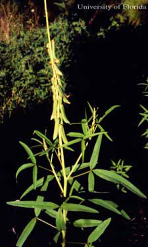Lanceleaf rattlebox, Crotalaria lanceolata E. Mey, in fruit. This plant is a host of the bella moth, Utetheisa ornatrix (Linnaeus). 