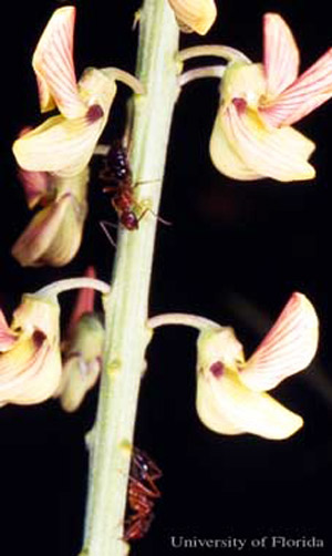 A flower spike of lanceleaf rattlebox, Crotalaria lanceolata E. Mey, with carpenter ants feeding at extrafloral nectaries. This plant is a host of the bella moth, Utetheisa ornatrix (Linnaeus).