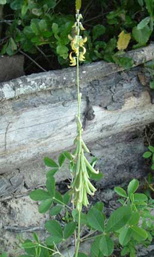 Smooth rattlebox, Crotalaria pallida Aiton var. obovata (G. Don) Pohill (formerly Crotalaria mucronata Desv.), with flowers and fruit. This plant is a host of the bella moth, Utetheisa ornatrix (Linnaeus). 