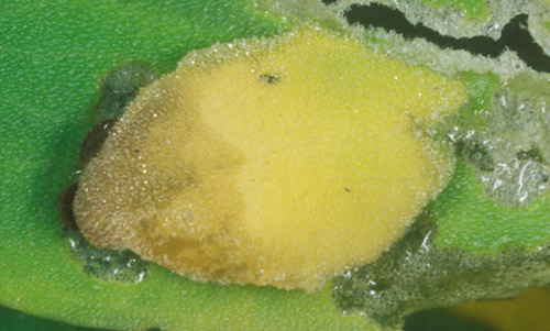 Waterlily leafcutter, Synclita obliteralis (Walker), leaf case.