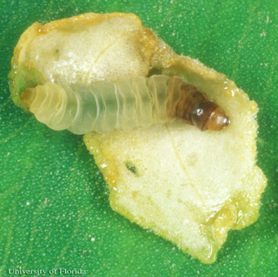 Larva of the waterlily leafcutter, Synclita obliteralis (Walker), with opened leaf case. 