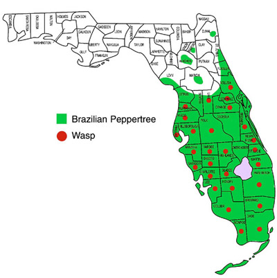 Distribution of the Brazilian peppertree, Schinus terebinthifolius Raddi, and the seed chalcid wasp, Megastigmus transvaalensis (Hussey), in Florida in mid-2002.