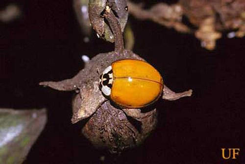 Plain orange morph of the multicolored Asian lady beetle