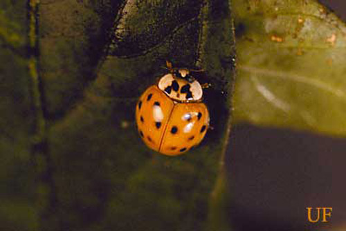 Spotted orange morph of the multicolored Asian lady beetle