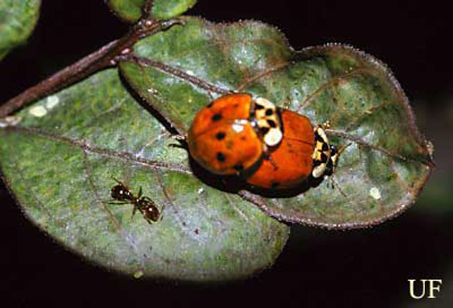 Spotted red morph of the multicolored Asian lady beetle