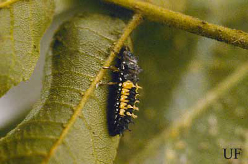 Larva of the multicolored Asian lady beetle
