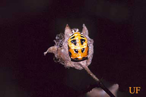 Pupa of the multicolored Asian lady beetle
