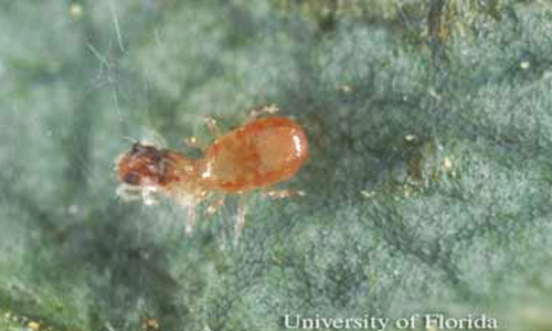 Adult Neoseiulus californicus (McGregor) feeding on a twospotted spider mite, Tetranychus urticae Koch. 