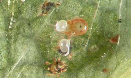 Two eggs of Neoseiulus californicus (McGregor) attached to leaf hairs on a strawberry leaf. 
