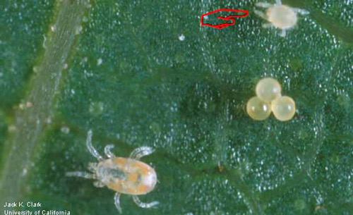 Dorsal view of a Neoseiulus californicus (McGregor) larva indicated by pointer. An adult N. californicus and a cluster of spider mite eggs are shown for size comparison.