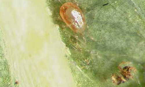 Dorsal view of adult female Neoseiulus californicus (McGregor) on a strawberry leaf. 