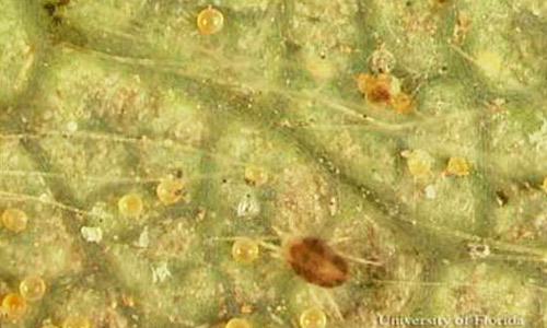A strawberry leaf infested with twospotted spider mite, Tetranychus urticae Koch, adults and their eggs. 