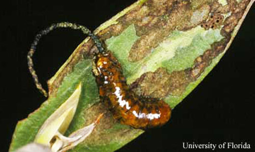 Melaleuca leaf showing feeding damage and larva of the melaleuca weevil, Oxyops vitiosa (Pascoe). 