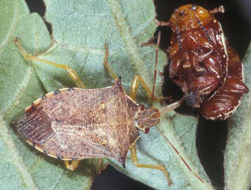 Dorsal view of an adult spined soldier bug, Podisus maculiventris (Say), feeding on a mating pair of sumac flea beetles, Blepharida rhois (Forster) (Coleoptera: Chrysomelidae). 