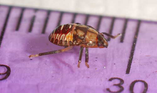 Third instar nymph of the spined soldier bug, Podisus maculiventris (Say).