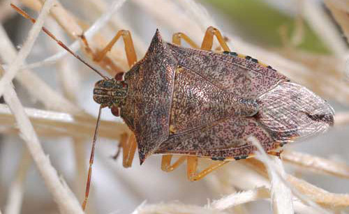 Dorsal view of a spined soldier bug, Podisus maculiventris (Say). 