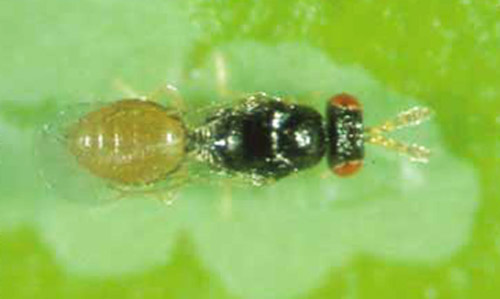 Adult female Semielacher petiolatus (Girault), an ectoparasitoid of the citrus leafminer, Phyllocnistis citrella Stainton.
