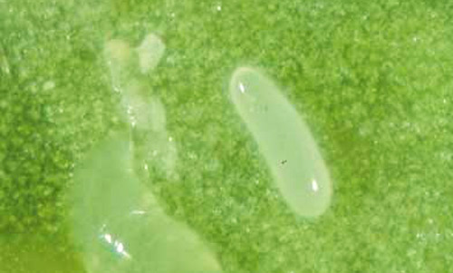 Egg of Semielacher petiolatus (Girault), an ectoparasitoid of the citrus leafminer, Phyllocnistis citrella Stainton, in a citrus leafminer mine. 