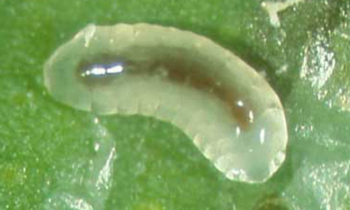 Larva of Semielacher petiolatus (Girault), an ectoparasitoid of the citrus leafminer, Phyllocnistis citrella Stainton. 
