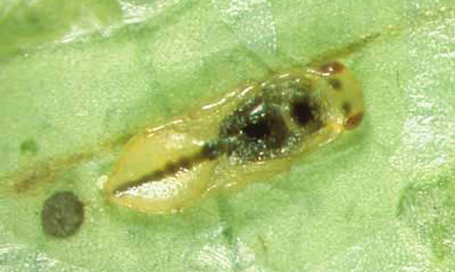 Pupa of Semielacher petiolatus (Girault), an ectoparasitoid of the citrus leafminer, Phyllocnistis citrella Stainton. 
