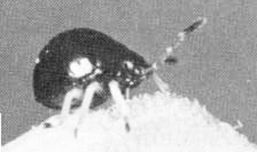 Second instar larva of the predatory stink bug, Stiretrus anchorago (Fabricius). 