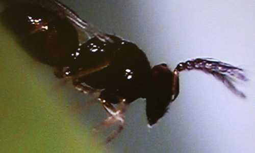 Figure 1. Adult Tamarixia radiata (Waterston), a parasitoid of the Asian citrus psyllid, Diaphorina citri Kuwayama. Photograph by Angel Hoyte and Jamie D. Yates, University of Florida, Citrus Research and Education Center.