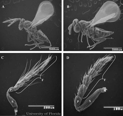 Scanning electron photomicrographs of adult male (A) and female (B) Tamarixia radiata (Waterston), and gross morphology of male (C) and female (D) antennae. The antenna of male or female Tamarixia radiata consists of a ball-like radicula (R), the long scapula-shaped scape (S), the barrel-shaped pedicel (P), and the long thread-like flagellum (F). 