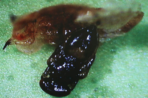 Adult parasitoid Tamarixia radiata (Waterston) (foreground), emerging from the mummified nymph of an Asian citrus psyllid (Diaphorina citri Kuwayama). 