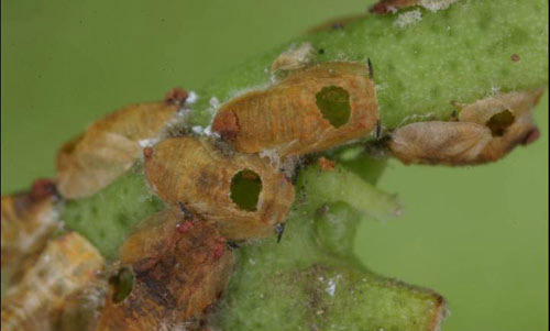 Emergence holes of adult parasitoid Tamarixia radiata (Waterston), from mummified nymphs of the Asian citrus psyllid (Diaphorina citri Kuwayama).