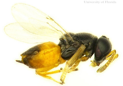 Adult female Diaphorencyrtus aligarhensis (Shafee, Alam and Agarwal), a parasitoid of the Asian citrus psyllid, Diaphorina citri (Kuwayama). 