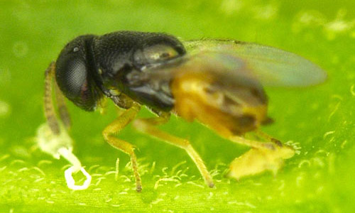 Adult female Diaphorencyrtus aligarhensis (Shafee, Alam and Agarwal), a parasitoid of the Asian citrus psyllid, Diaphorina citri (Kuwayama), parasitizing a second instar D. citri nymph. 