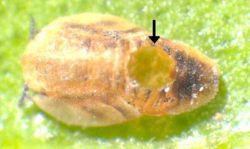 A mummy of the Asian citrus psyllid, Diaphorina citri Kuwayama, with an abdominal exit hole characteristic of the emergence of its endoparasitoid Diaphorencyrtus aligarhensis (Shafee, Alam and Agarwal). 