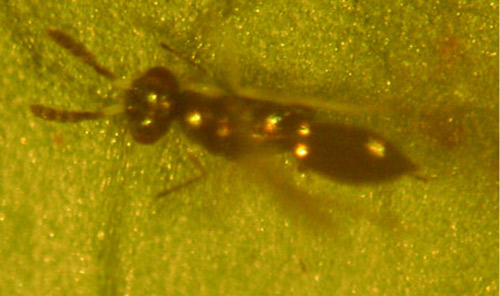 Adult Diglyphus sp. on a bean leaf. Larvae in this genus are external parasitoids of dipteran leafminers. 